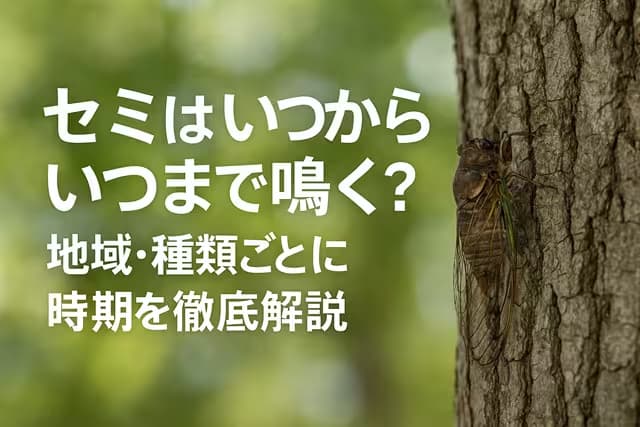 セミはいつからいつまで鳴く？地域・種類ごとに時期を徹底解説